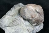 Platystrophia Brachiopod Fossil From Kentucky #6617-2